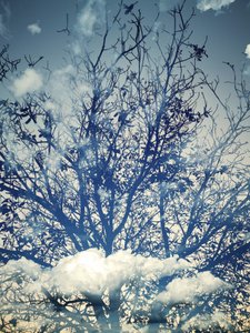 Dreamy Blue Sky Trees by Angelo Cerantola