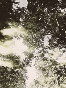 Dreamy Forest Light by Angelo Cerantola
