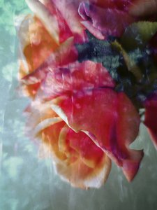 Dreamy Pink Roses by Angelo Cerantola