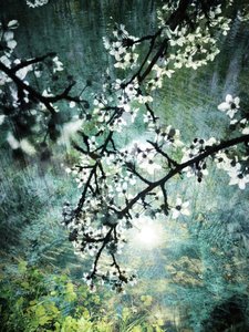 Ethereal Forest Bloom by Angelo Cerantola