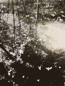 Ethereal Forest Sunlight by Angelo Cerantola
