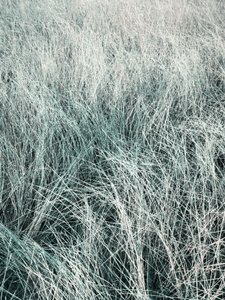 Flowing Silver Grass by Angelo Cerantola