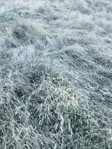 Frosted Winter Grass