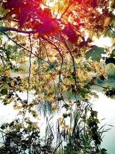 Golden Leaves Over Water by Angelo Cerantola