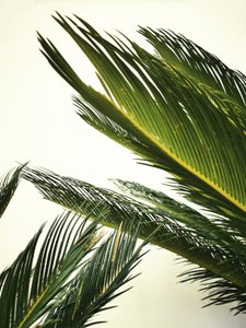 Lush Tropical Leaves by Angelo Cerantola