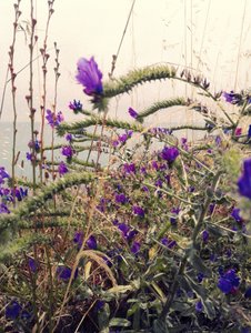 Purple Bloom Over Ocean by Angelo Cerantola
