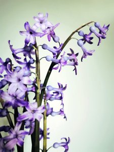 Purple Hyacinth Blooms by Angelo Cerantola