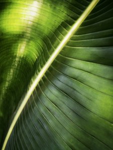Sunlit Green Leaf by Angelo Cerantola