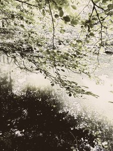 Sunlit Woodland Canopy by Angelo Cerantola