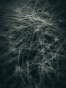 Tangled Branches Abstract by Angelo Cerantola