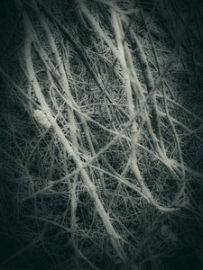 Tangled Winter Branches by Angelo Cerantola