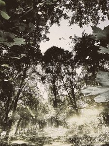 Tranquil Forest Reflection by Angelo Cerantola
