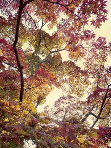 Vibrant Autumn Canopy by Angelo Cerantola