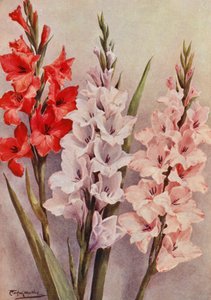A Group of Modern Gladioli by Angelo Fairfax Muckley