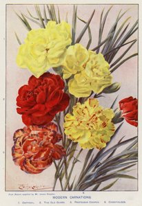Modern Carnations by Angelo Fairfax Muckley