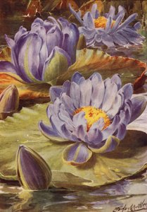 Nymphea Gigantea Hudsonii, A magnificent Blue Water Lily