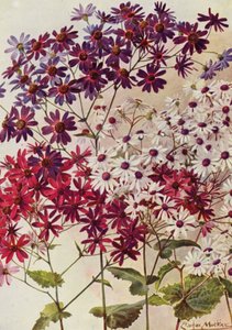 Star Cinerarias by Angelo Fairfax Muckley