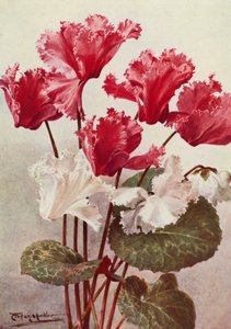 The Butterfly Cyclamen