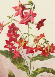 The beautiful tobacco plant Nicotiana Sanderae by Angelo Fairfax Muckley