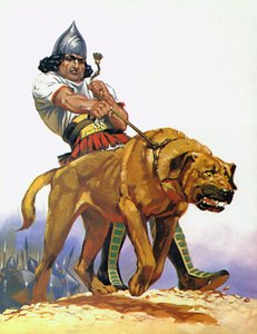 Assyrian Battle Dog