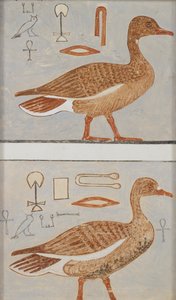 Copy of Wall Painting from a Private Tomb of Kaemankh, Giza, Geese