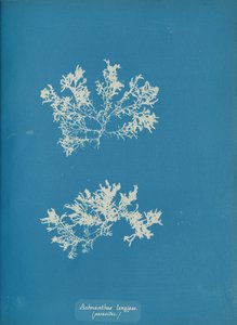 Achnanthes longipes, parasitic, ca. 1853 by Anna Atkins