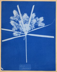 Carix (America) by Anna Atkins