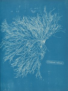 Ceramium Rubrum by Anna Atkins