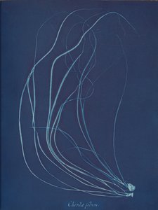 Chorda Filum by Anna Atkins