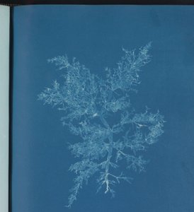 Chylocladia kaliformis by Anna Atkins