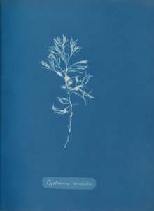 Cystoseira ericoides by Anna Atkins