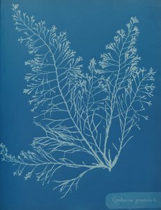 Cystoseira Granulata by Anna Atkins