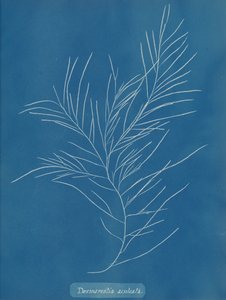 Desmarestia aculeata, ca. 1853 by Anna Atkins