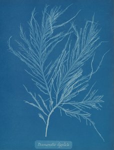 Desmarestia Liqulata by Anna Atkins