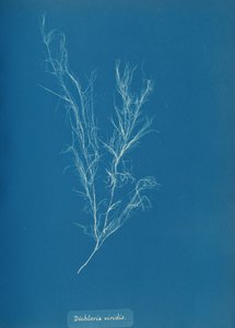 Dichloria viridis by Anna Atkins