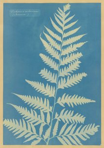 Dichsonia arborescens, Jamaica by Anna Atkins