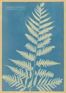 Dicksonia arborescens, Jamaica by Anna Atkins