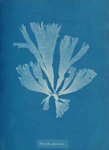 Dictyota atomaria, ca. 1853 by Anna Atkins
