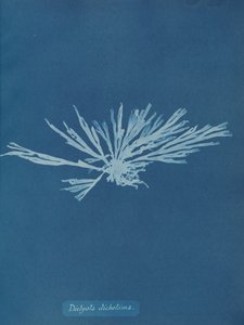 Dictyota Dichotoma by Anna Atkins