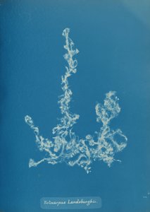 Ectocarpus Landsburghii by Anna Atkins