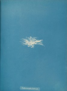 Enteromorpha clathrata, ca. 1853