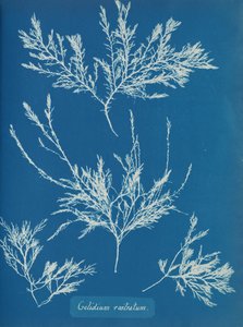 Gelidium Rostratum by Anna Atkins