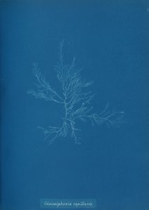 Gloisiphonia Capillaris by Anna Atkins