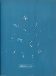 Grateloupia filicina, ca. 1853 by Anna Atkins