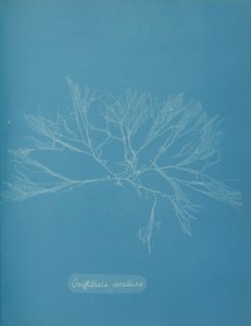 Griffithsia Corallina by Anna Atkins