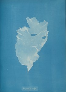 Kalymenia Dubyi by Anna Atkins