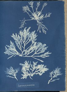 Laurencia pinnatifida by Anna Atkins