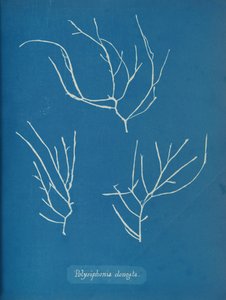 Polysiphonia Elongata by Anna Atkins