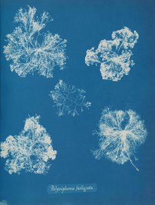 Polysiphonia fastigiata, ca. 1853 by Anna Atkins