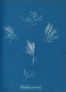 Polysiphonia fruticulosa, ca. 1853 by Anna Atkins